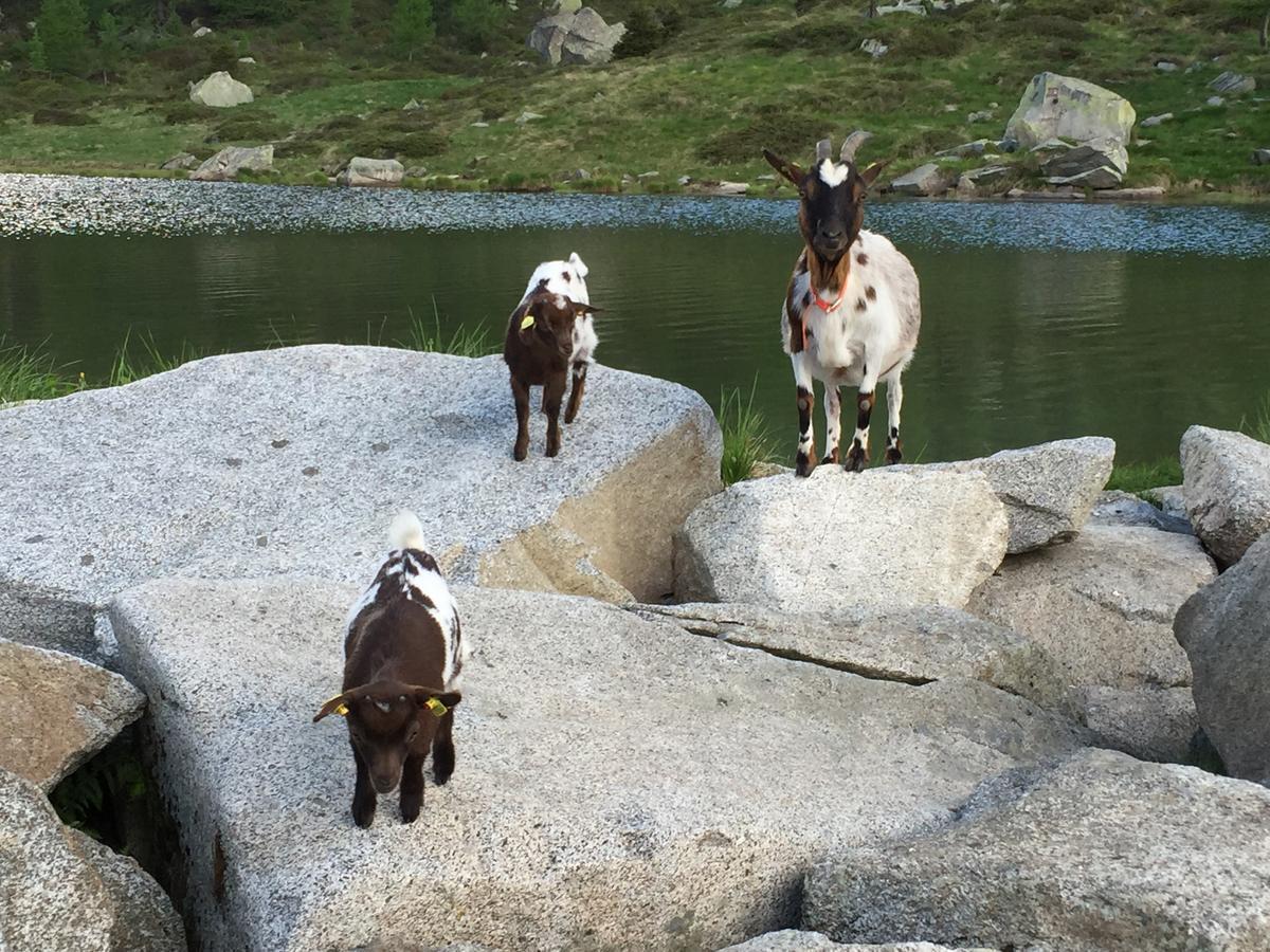 Rifugio Viviani Pradalago Madonna Buitenkant foto