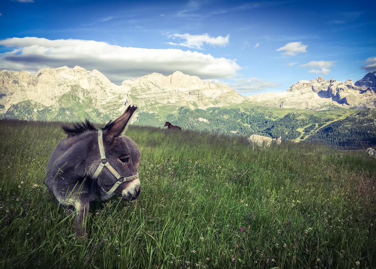 Rifugio Viviani Pradalago Madonna Buitenkant foto